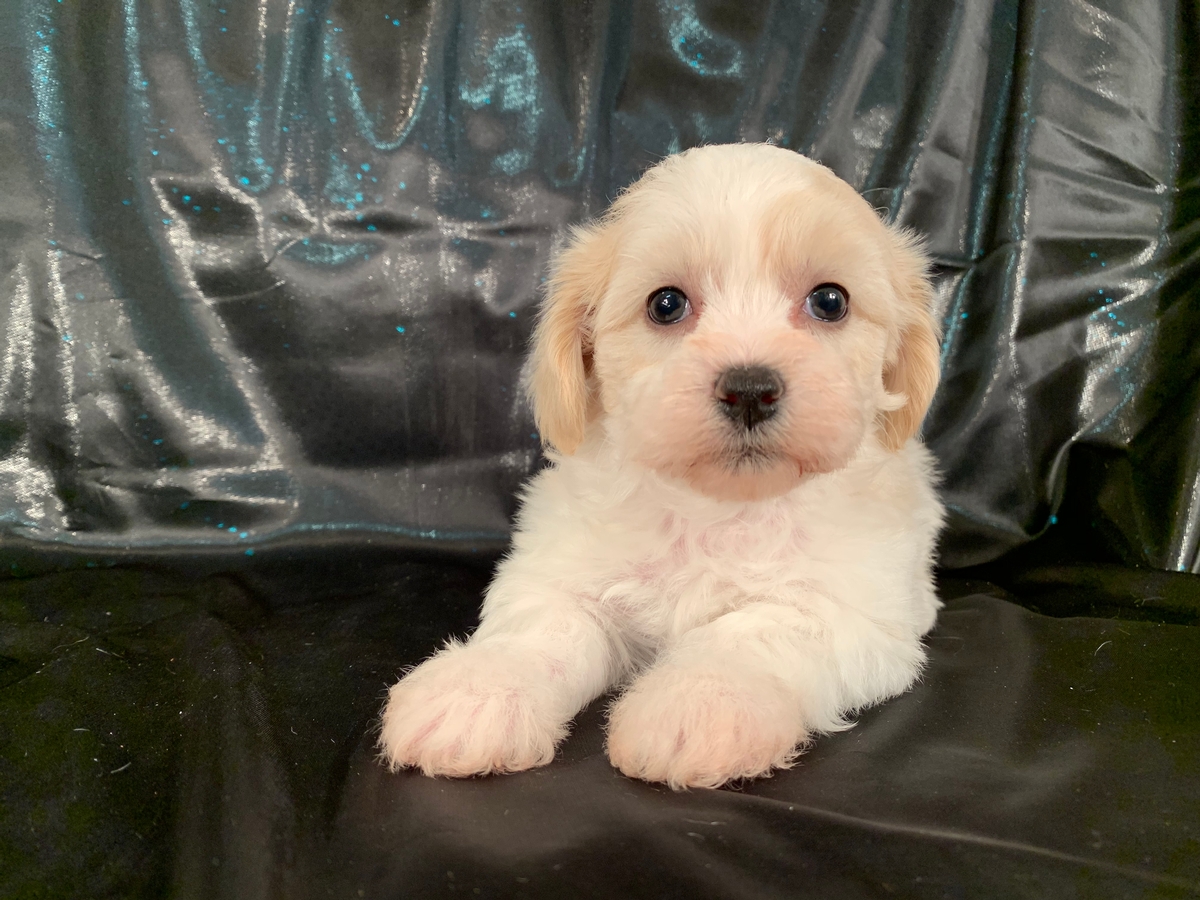 Female Apricot and White Teddy Bear Puppy for Sale $875
